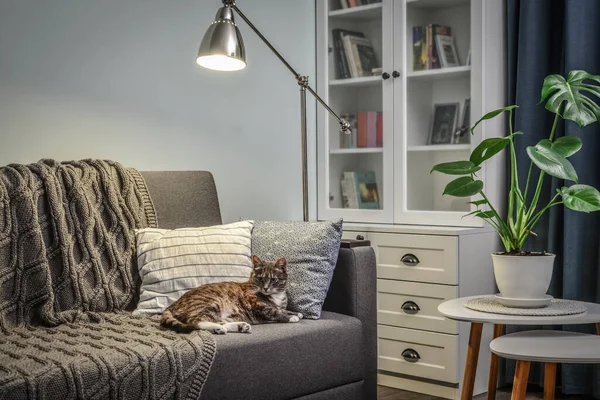 Graue Couch Mit Kissen Strickkariert Katze Und Stehlampe Zimmer Mit — Stockfoto