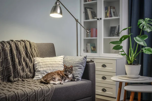 Canapé Gris Avec Coussins Plaid Tricoté Chat Lampadaire Dans Chambre — Photo