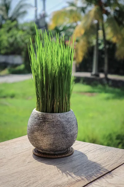 Panela Relva Num Café Tropical Conceito Decoração Grama Decorativa Vaso — Fotografia de Stock