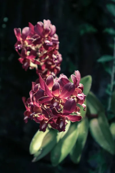 Immagine Fiori Orchidea Che Fioriscono Nel Giardino Macro Modello Del — Foto Stock
