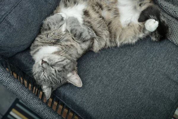 Šedá Kočka Spí Doma Křesle Měkké Zaostření — Stock fotografie