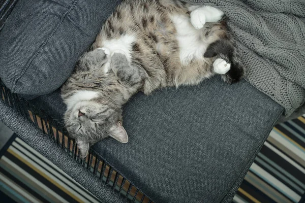 Grey Cat Sleeps Armchair Home Soft Focus — Stock Photo, Image