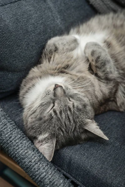 Eine Graue Katze Schläft Hause Auf Einem Sessel Weicher Fokus — Stockfoto