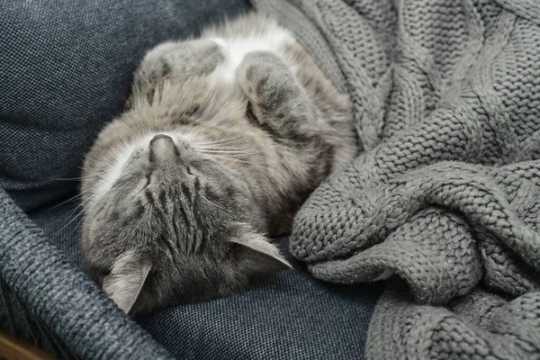Μια Γκρι Γάτα Κοιμάται Μια Πολυθρόνα Στο Σπίτι Απαλή Εστίαση — Φωτογραφία Αρχείου