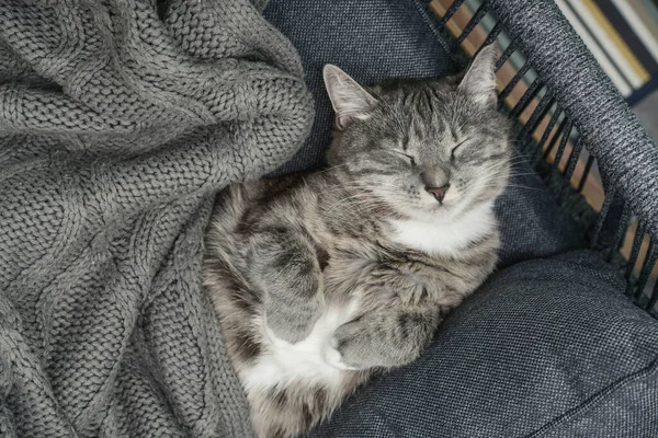 Grey Cat Sleeps Armchair Home Soft Focus — Stock Photo, Image