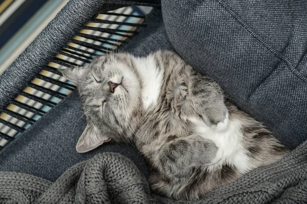 Egy Szürke Macska Otthon Alszik Egy Karosszéken Lágy Fókuszban — Stock Fotó
