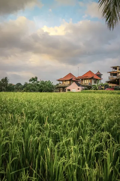 Зеленое Рисовое Поле Солнечный День Бали Индонезия — стоковое фото