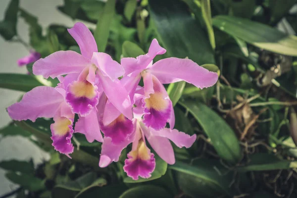 Foto Van Orchidee Bloemen Bloeien Tuin Een Macro Orchidee Patroon — Stockfoto