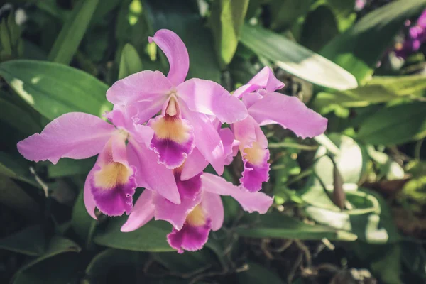 Foto Van Orchidee Bloemen Bloeien Tuin Een Macro Orchidee Patroon — Stockfoto