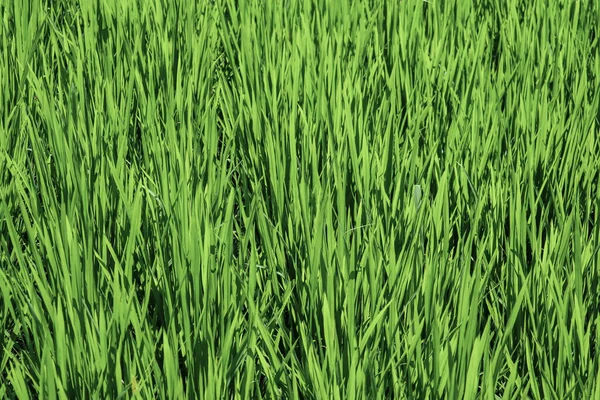 Green Rice Field Background Close — Stock Photo, Image