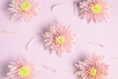 Pembe krizantem aranjman pembe bir arka plan üzerinde. Düz yatıyordu, en iyi görünüm. Çiçek arka plan.