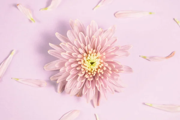 ピンクの背景にピンクの菊のフラワーアレンジメント フラット横たわっていた トップ ビュー 花の背景 — ストック写真