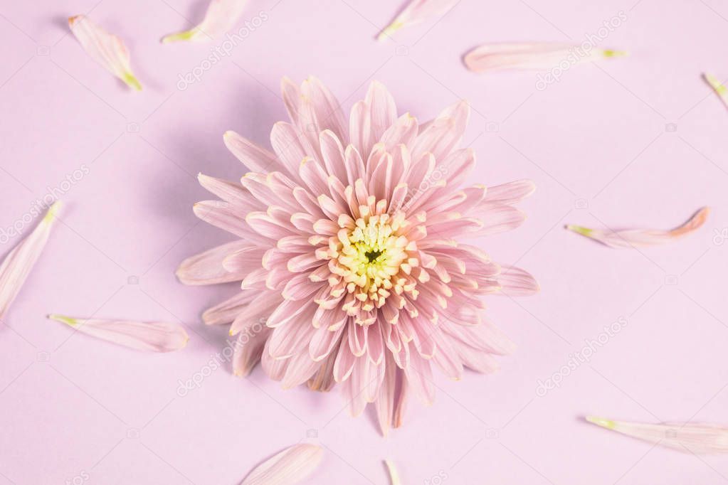 Single Pink chrysanthemum flower arrangement on pink background. Flat lay, top view. Floral background.
