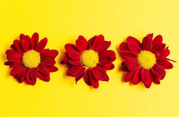 Flores Color Rojo Oscuro Sobre Fondo Amarillo Copiar Espacio Vista —  Fotos de Stock