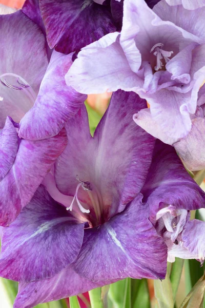 Fond Fleurs Pourpres Gladiolus Macro Gros Plan — Photo