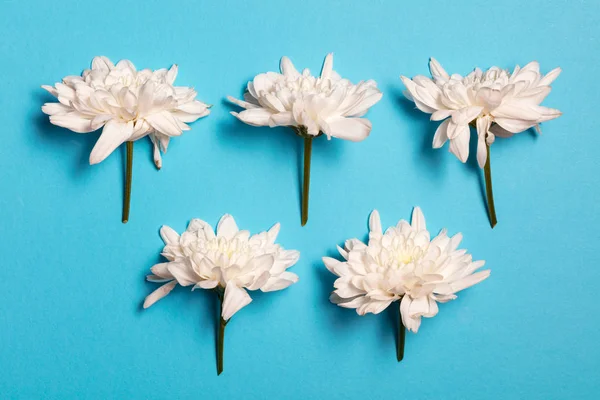 Vijf Witte Bloemen Blauwe Achtergrond Plat Lag Top Uitzicht — Stockfoto