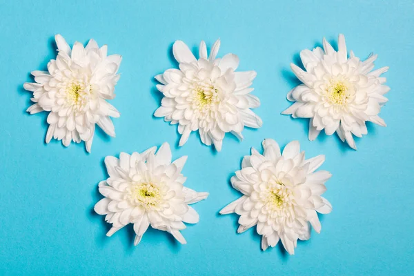 White flowers over blue background. Flat lay, top view.