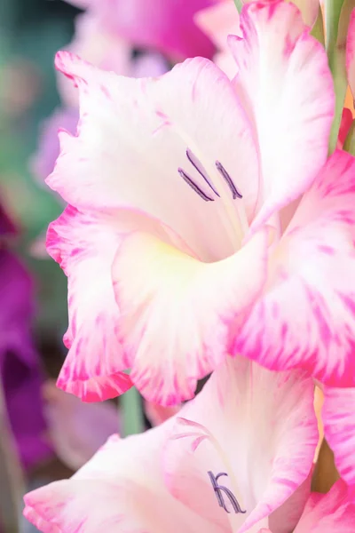 Bakgrund Mix Gladiolus Blommor Makro Nära Upp Vertikala Sammansättning — Stockfoto