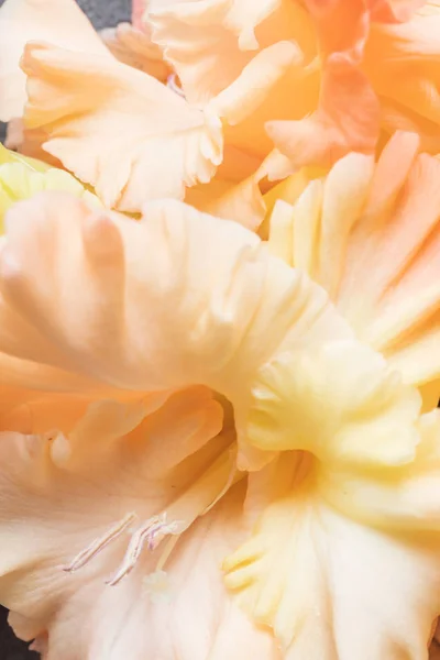 Bakgrund Blekt Orange Gladiolus Blommor Makro Närbild Vertikala Sammansättning — Stockfoto