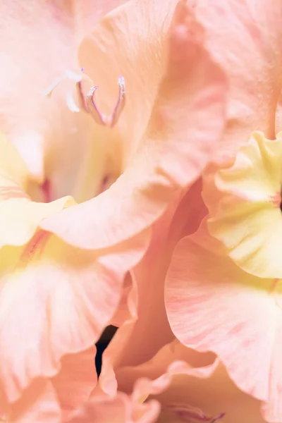 Bakgrund Pastell Orange Gladiolus Blommor Makro Närbild Vertikala Sammansättning — Stockfoto