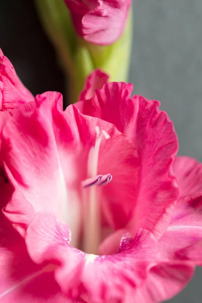 Bakgrund Rosa Gladiolus Blommor Makro Närbild Vertikala Sammansättning — Stockfoto