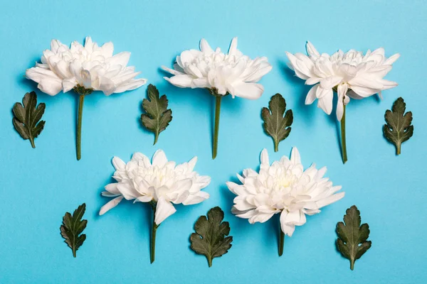 Witte Bloemen Blauwe Achtergrond Plat Lag Top Uitzicht — Stockfoto