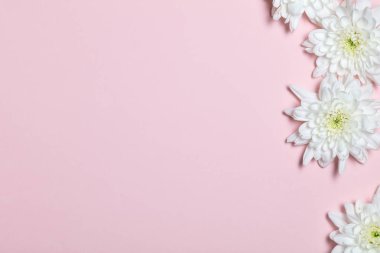 Pembe bir arka plan üzerinde beyaz çiçekler. Düz yatıyordu, en iyi görünümü. 
