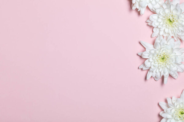 White flowers over pink background. Flat lay, top view. 