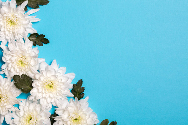 White flowers over blue background. Flat lay, top view. 