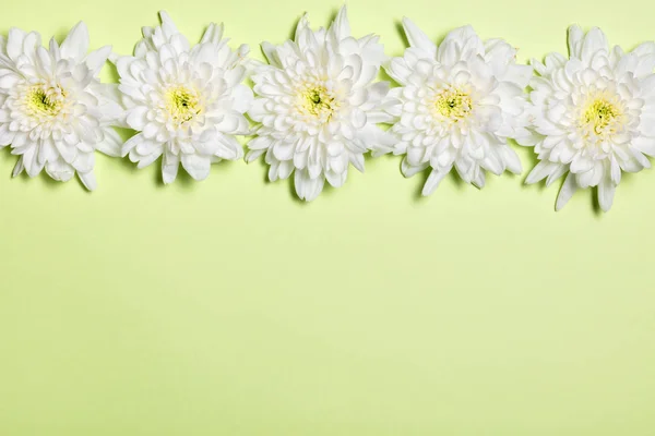 Weiße Blüten Auf Hellgrünem Hintergrund Flache Lage Draufsicht — Stockfoto