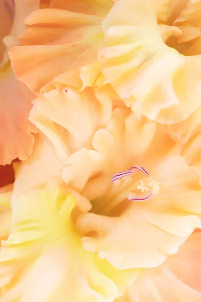 Bakgrund Blekt Orange Gladiolus Blommor Makro Nära Upp — Stockfoto