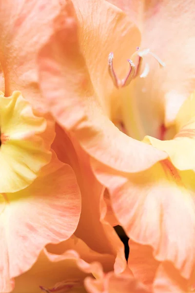 Bakgrund Gula Och Orange Gladiolus Blommor Makro Nära Upp — Stockfoto