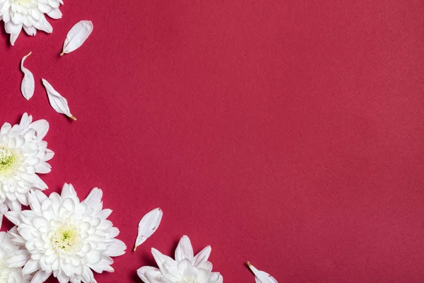 Witte Bloemen Donker Rode Achtergrond Plat Lag Top Uitzicht — Stockfoto