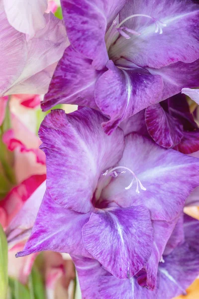 Bakgrund Lila Gladiolus Blommor Makro Närbild Vertikala Sammansättning — Stockfoto