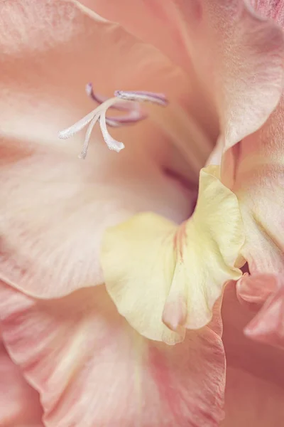 Skonsam Blek Orange Och Rosa Gladiolus Blommor Närbild Vertikala Sammansättning — Stockfoto