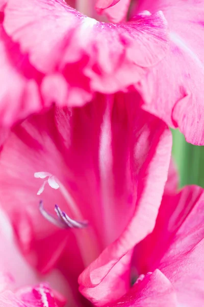 Fond Mélange Gladiolus Fleurs Macro Gros Plan — Photo
