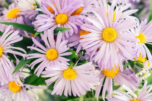 Pembe, mor papatya papatya sarı harts ile 