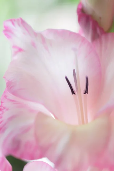Bakgrund Mix Gladiolus Blommor Makro Nära Upp — Stockfoto