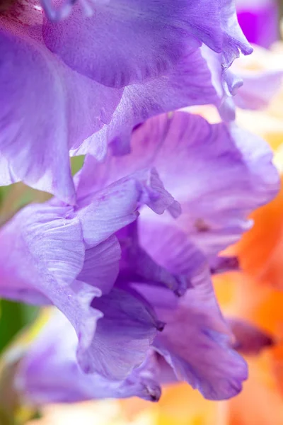 Bakgrund Mix Gladiolus Blommor Makro Nära Upp — Stockfoto