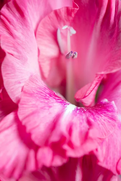 Bakgrund Mix Gladiolus Blommor Makro Nära Upp — Stockfoto