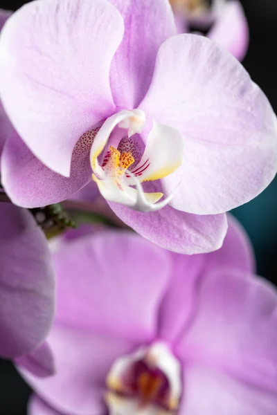 Flor Rosa Orquídea Phalaenopsis Cerca Cpmposición Vertical —  Fotos de Stock