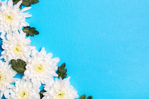 White flowers over blue background. Flat lay, top view. 