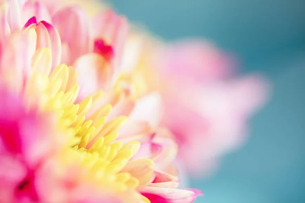 Zbliżenie Tła Kwiat Różowe Żółte Chryzantemy Niebieskim Tle Makro — Zdjęcie stockowe