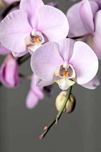 Rosa Phalaenopsis Orchidea Fiore Vicino Sfondo Grigio Posizione Verticale Cpmposition — Foto Stock