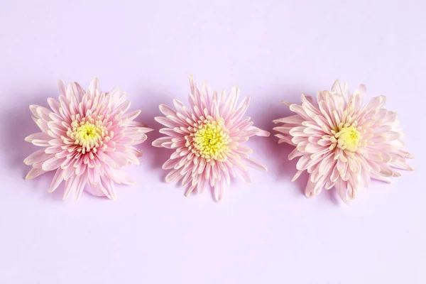 Regeling Van Drie Roze Chrysanten Roze Achtergrond Plat Lag Top — Stockfoto