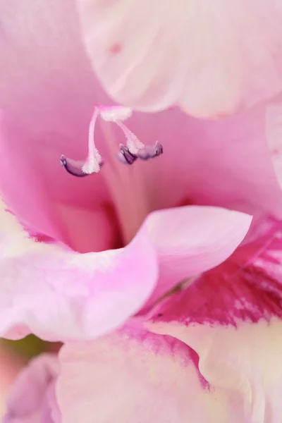 Fundo Flores Rosa Gladiolus Macro Close — Fotografia de Stock