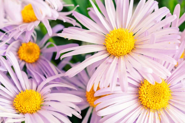 Hintergrund Aus Rosa Lila Chrysanthemen Gänseblümchen Mit Gelben Hirschen — Stockfoto