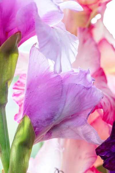 Bakgrund Mix Färg Gladiolus Blommor Makro Nära Upp — Stockfoto