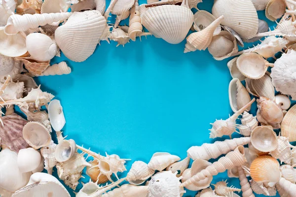 Oval Seashells Flat Lay Pattern Blue Background Sea Vacation Background — Stock Photo, Image