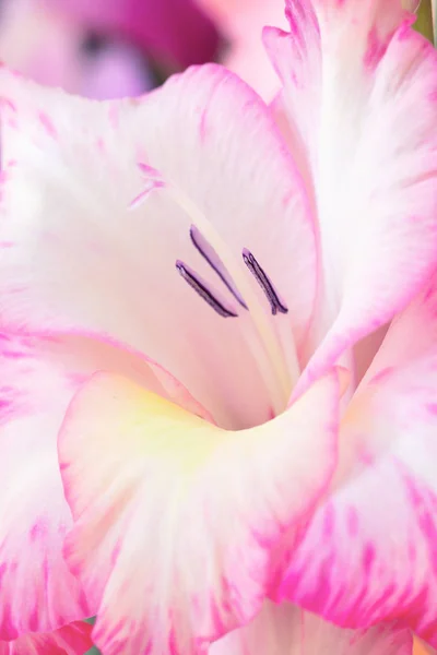 Bakgrund Mild Rosa Gladiolus Blommor Makro Närbild Vertikala Sammansättning — Stockfoto